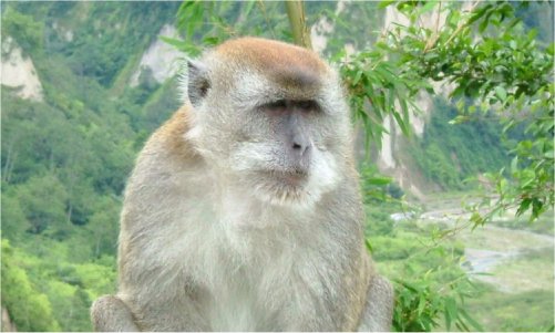 macaque