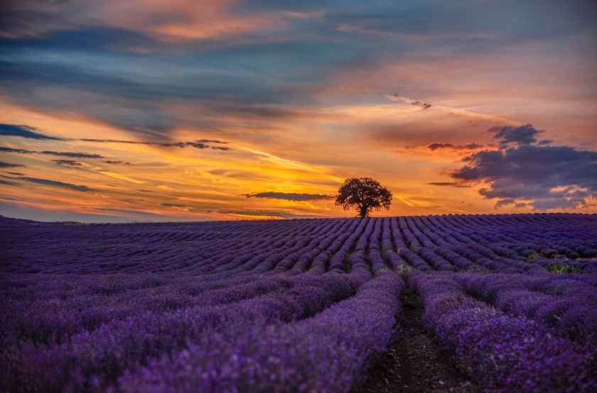 purple flower field during sunset